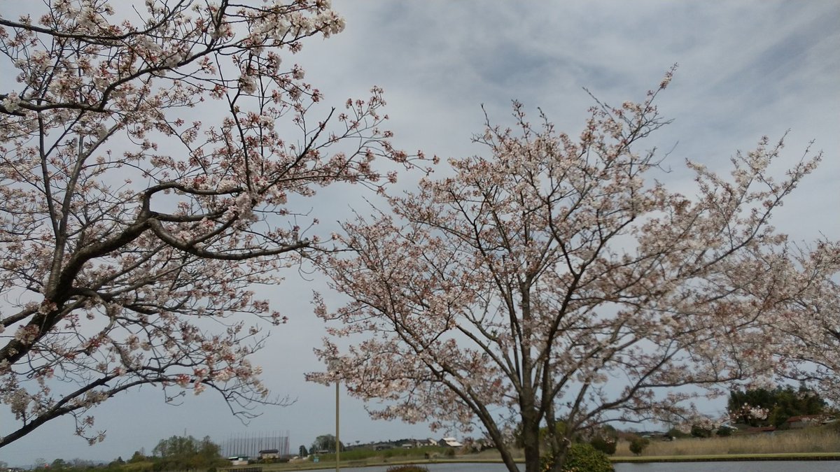 ケーズスタの桜
 #水戸ホーリーホック
 #0413栃木戦