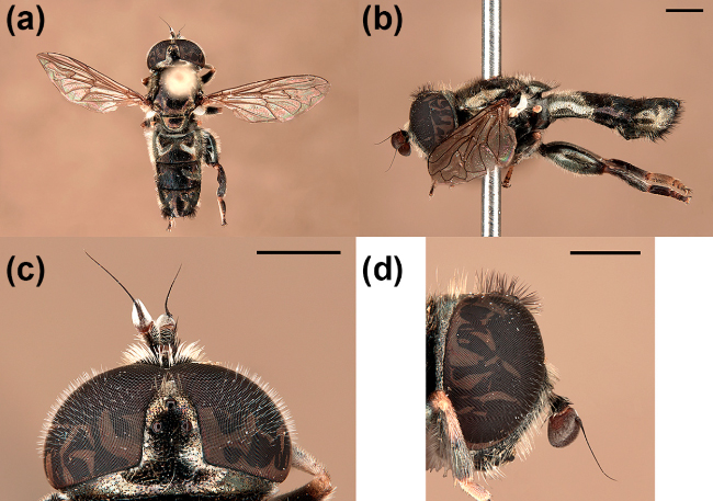 📢Descubierta, en Cerdeña, una especie de #sirfido nueva para la ciencia, Eumerus sardus, y demostrado que la morfología de ciertas especies de este género puede ser muy variable sin implicar la existencia de más de una especie. Más info➡️mdpi.com/2075-4450/15/4…
<a href="/UAdivulga/">UA Divulga</a>