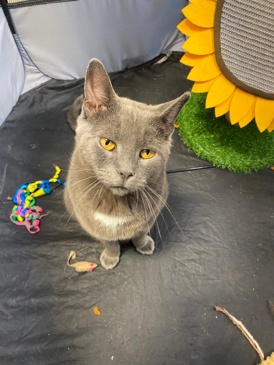 I'm a three-year-old grey beauty of a boy named Ziggy. I was at a shelter but it was crowded so Rescue Ridge came to get me. I am super friendly and love to be held and love to play. I would like to go home soon! I get along with cats, people and dogs! I'm currently at