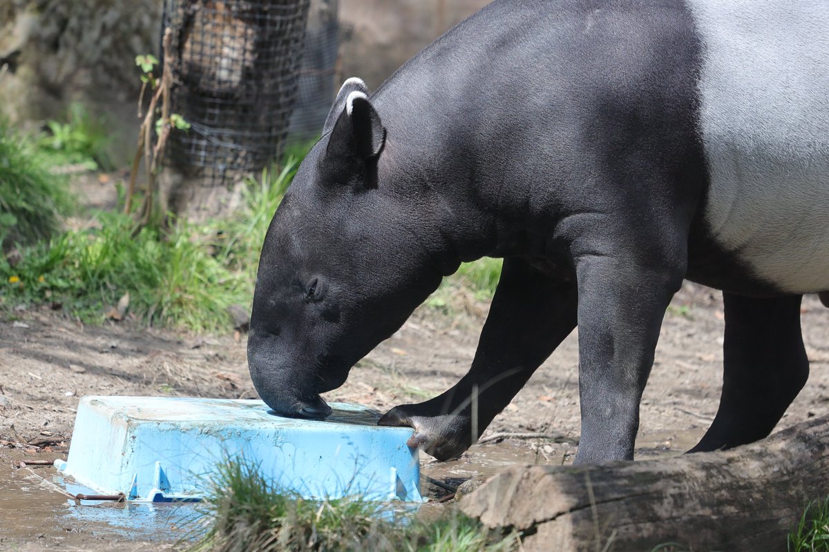 ひっくり返しちゃったの？ 20240413 sat #ズーラシア #zoorasia #よこはま動物園 #マレーバク #ひでお #tapir