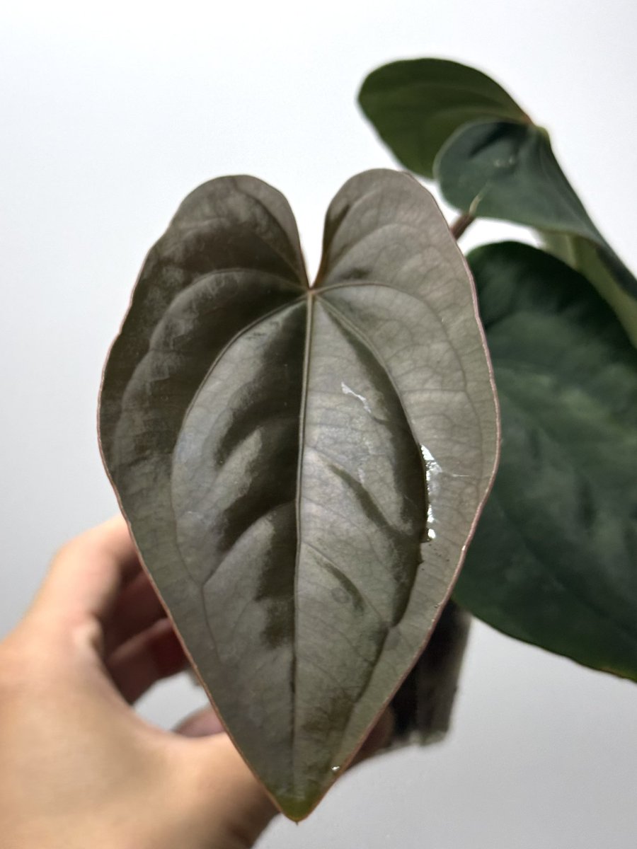 nori__plants's tweet photo. Anthurium dressleri
#anthuriumdressleri #anthurium #dressleri https://t.co/MwwLu0EMCr