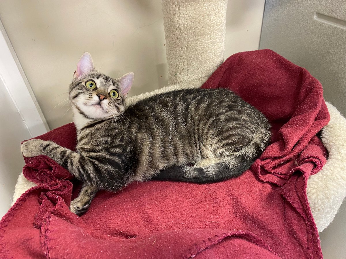Hi, my name is Fig! I'm a five-month-old little girl. I was found outside with my siblings. They were all adopted but I know my home is coming soon. I need to go home with another kitty or home to a resident cat. I am SUPER sweet and love to be held. I'm currently at