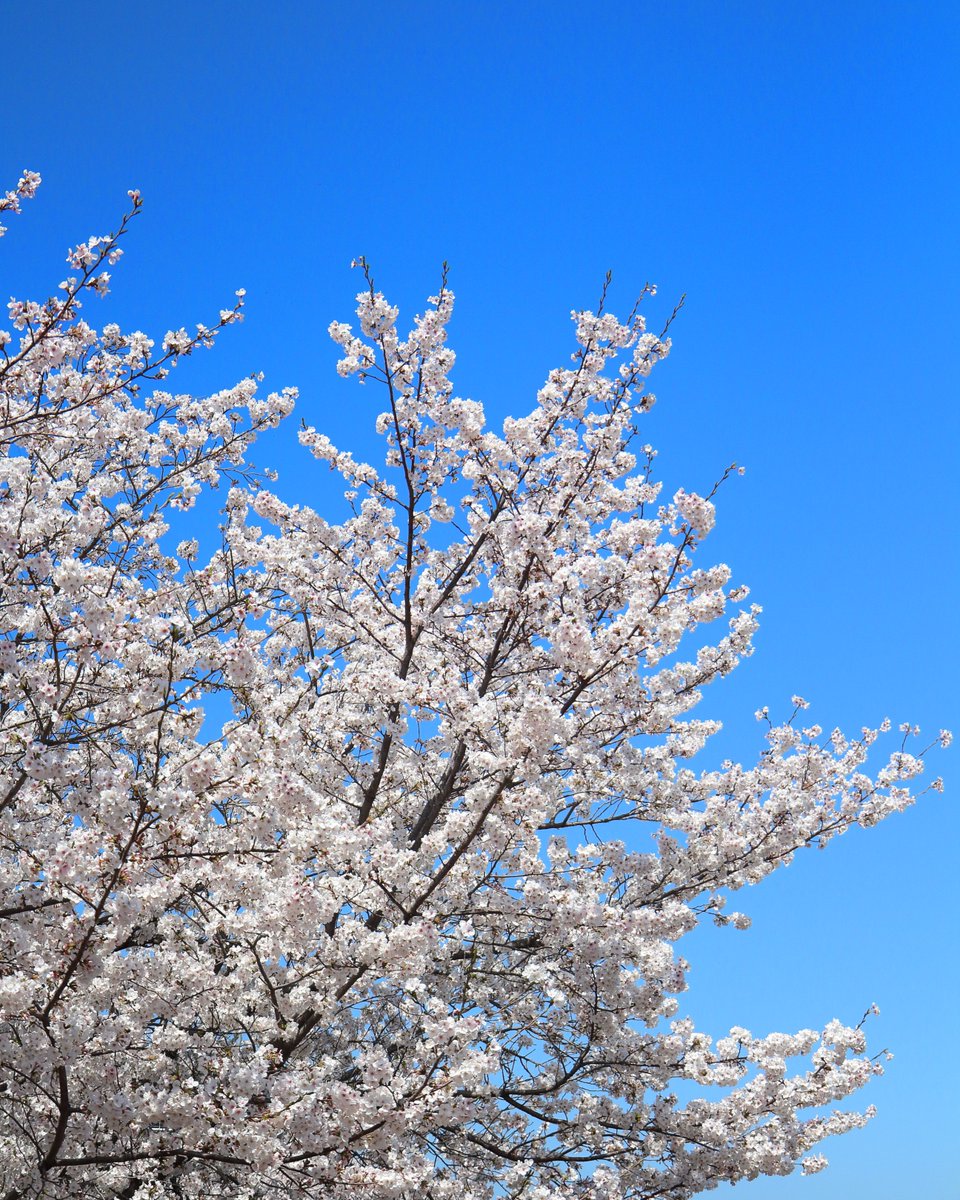 naminglessworks's tweet photo. day and night
#spring #springcoming #sakura #cherryblossom #桜 #写真好きな人と繋かりたい #キヤノン党でほめあいたい #対比 https://t.co/7rKILGA3sy