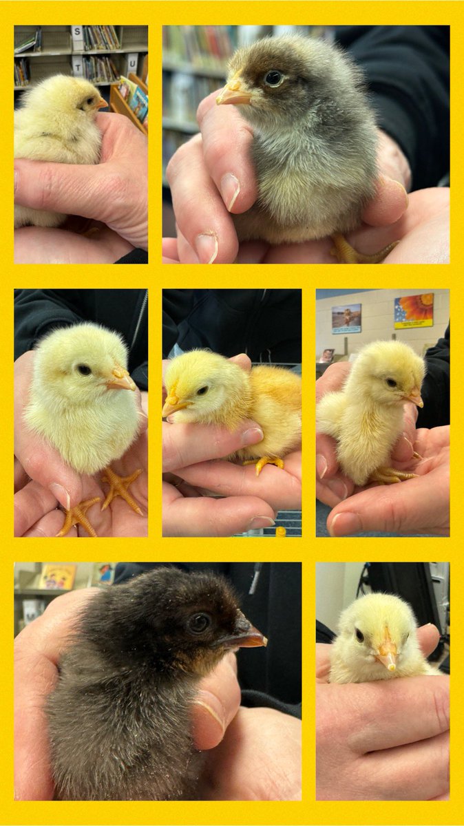 Grateful 💛 ALL 7 of the eggs hatched! Amazing how these little beauties can bring a community together 🐥 Excited to learn and grow with these lucky 7!!!! @RentTheChicken @ThornwoodPS