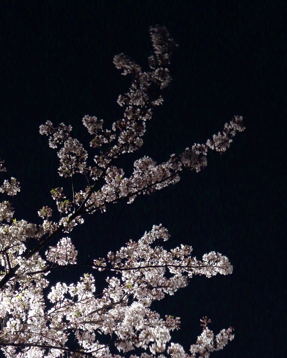 naminglessworks's tweet photo. day and night
#spring #springcoming #sakura #cherryblossom #桜 #写真好きな人と繋かりたい #キヤノン党でほめあいたい #対比 https://t.co/7rKILGA3sy