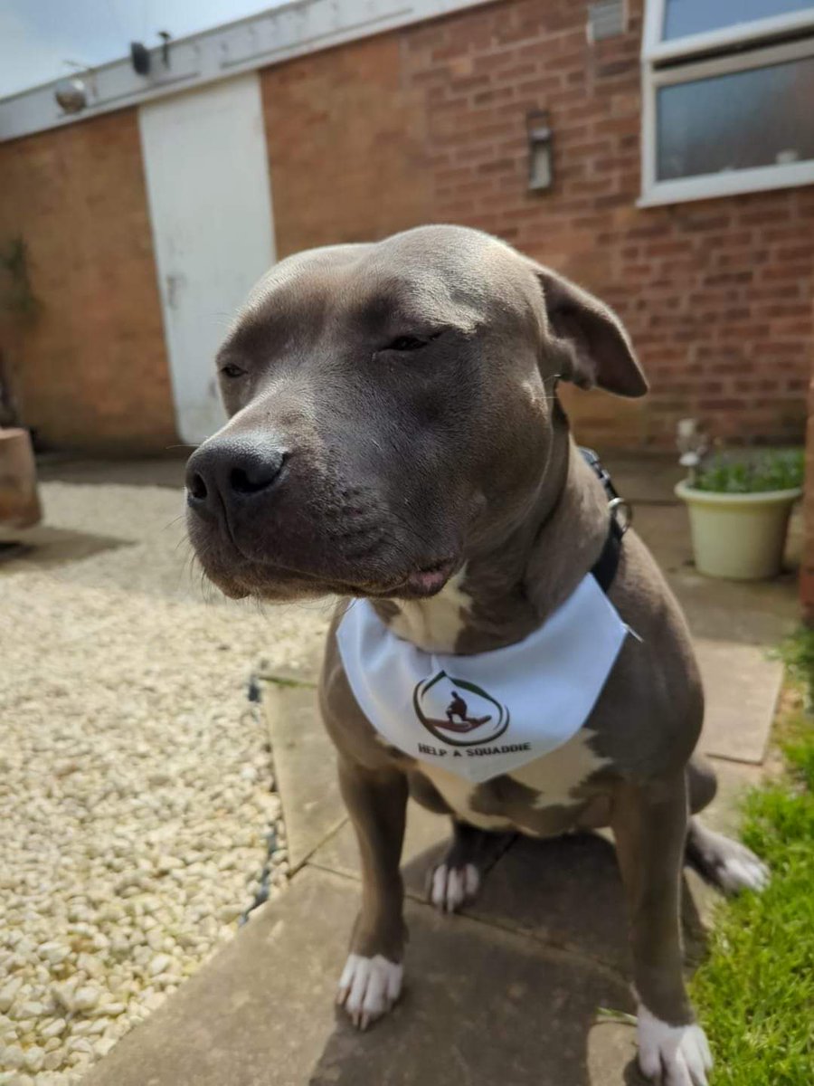 Poppy sporting her new Bandana , thanks for the fabulous breccy this morning x #freeBreakfast at #Cannock