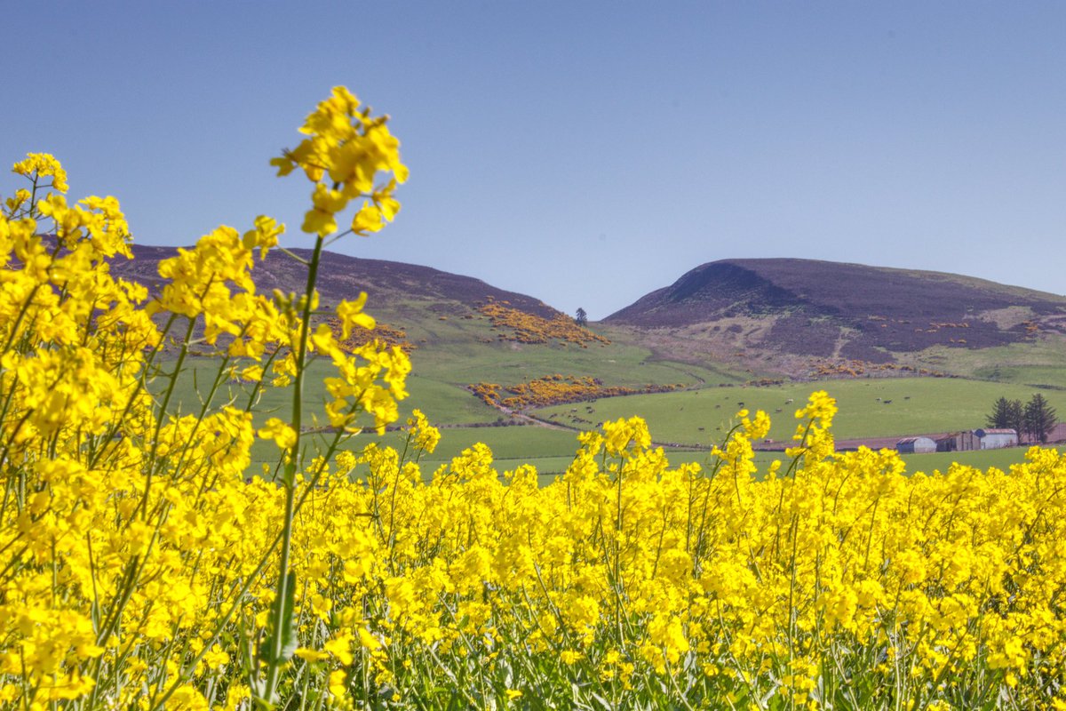 Oilseed rape 
 #AlphabetChallenge #WeekO