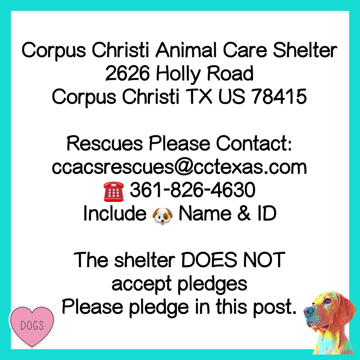 #AdoptDontShop 
🐶 Momma Bear 💖 #A366627
#CorpusChristi #Texas 
4yo 57lbs HW- Friendly but terrified at the shelter 😔 pacing & looking for ways to escape… Needs OUT by 4/22 🛟 Can you love Momma Bear? Foster for a rescue until she decompresses? DM @RoCoGB #FostersSaveLives