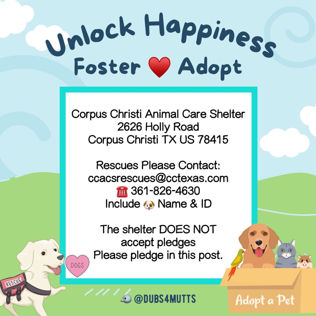 #AdoptDontShop 
🐶 Momma Bear 🐻 
#CorpusChristi #TX 
‼️She needs a 🎟️ OUT by 4/22‼️
Can you foster? #FostersSaveLives 
24Petconnect.com/DetailsMain/CR…