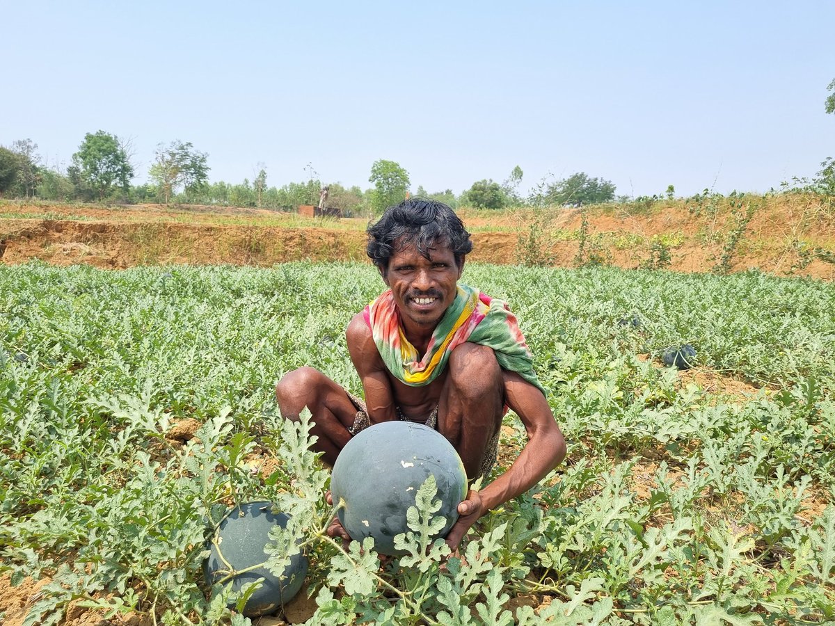 Excitement at Beheraguda village, Koraput! 50 tribal farmers are thrilled as they harvest 45 tons of watermelon, eagerly showcasing their hard work.With traders from Chhattisgarh arriving to buy their produce@ 10,000 / ton, it's a celebration of rural life & economic empowerment.