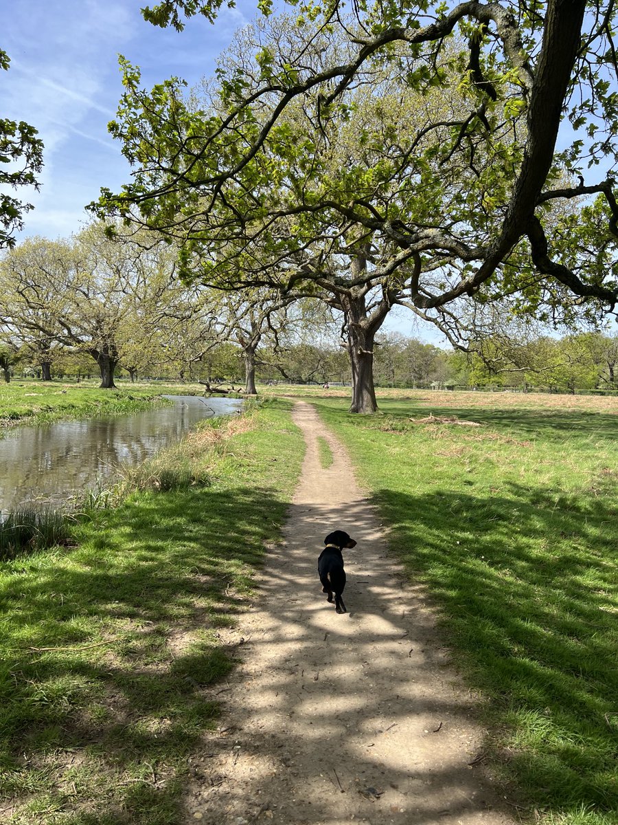 Being a good boy off lead in a different part of the park