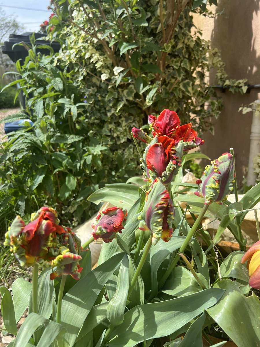 Aren’t these parrot tulips amazing?