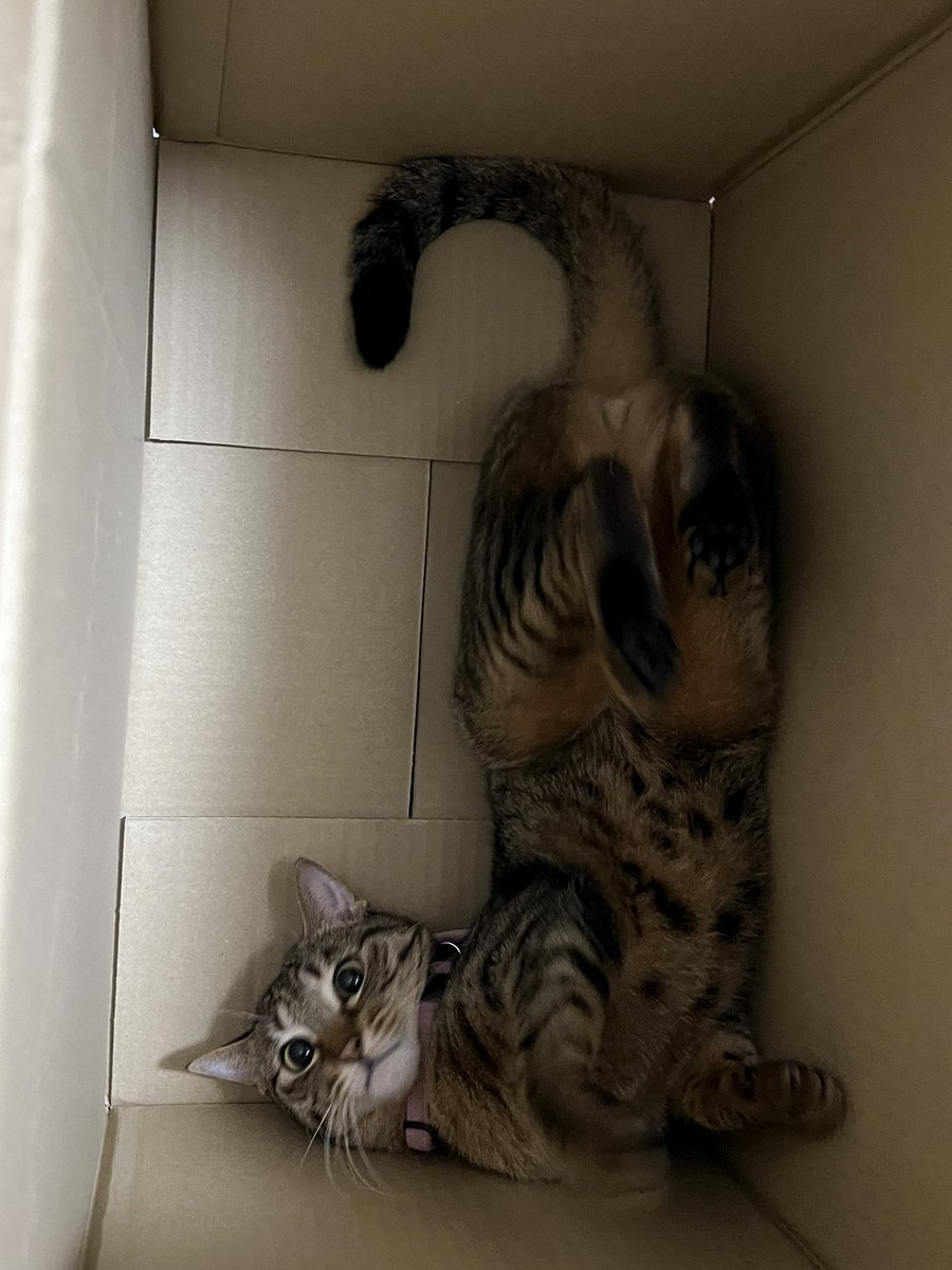 white23bird's tweet photo. 大好きな段ボールに入ってウキウキ！ゴロゴロ、蹴り蹴り♪
たまらないニャン😸
#猫がいる暮らし 
#猫がいる幸せ 
#保護猫を家族に 
#猫好きさんと繋がりたい𓏲𓎨 
#もりねこ https://t.co/eboyUqgOSx