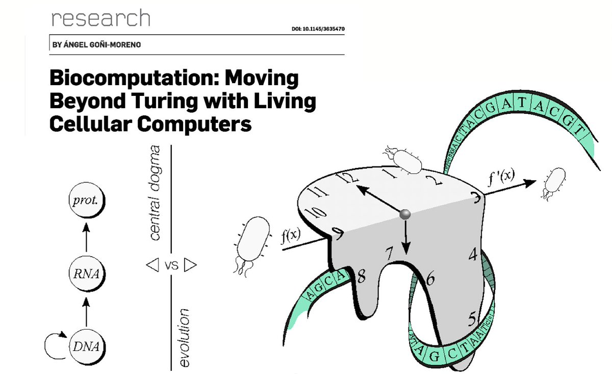 What are the limits of biological computation? Can we engineer living computers (Beyond Turing) using synthetic biology? Check this cool paper by @AngelGMoreno in @CACMmag @martyn_amos @vdlorenzo_CNB @harfel3 @C4COMPUTATION @drmichaellevin @Gemma_DLC twitter.com/AngelGMoreno/s…