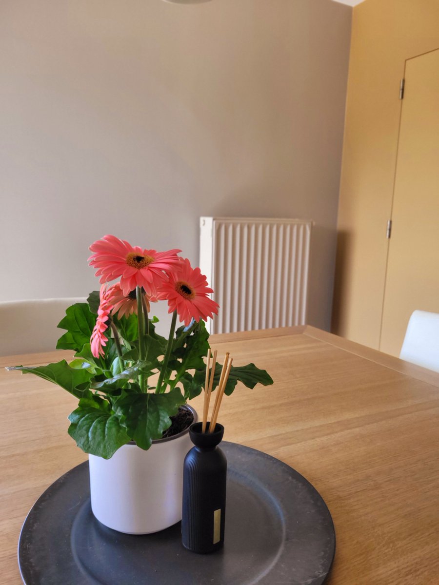 MorganeCorteel's tweet photo. Huis gekuist, plantjes gehaald, goe weer een mens knapt daar toch van op eh https://t.co/W3ZVlN8OVJ