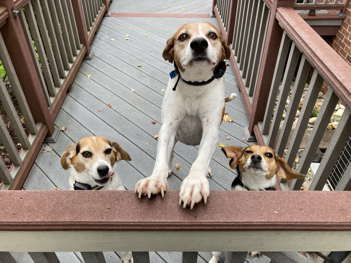 TurboDoug007's tweet photo. @LolaPatolla Ruby we ❤️❤️❤️ you ….$100 just donated …Zoey, Charlie, Lucy https://t.co/HsC3UcIlfe