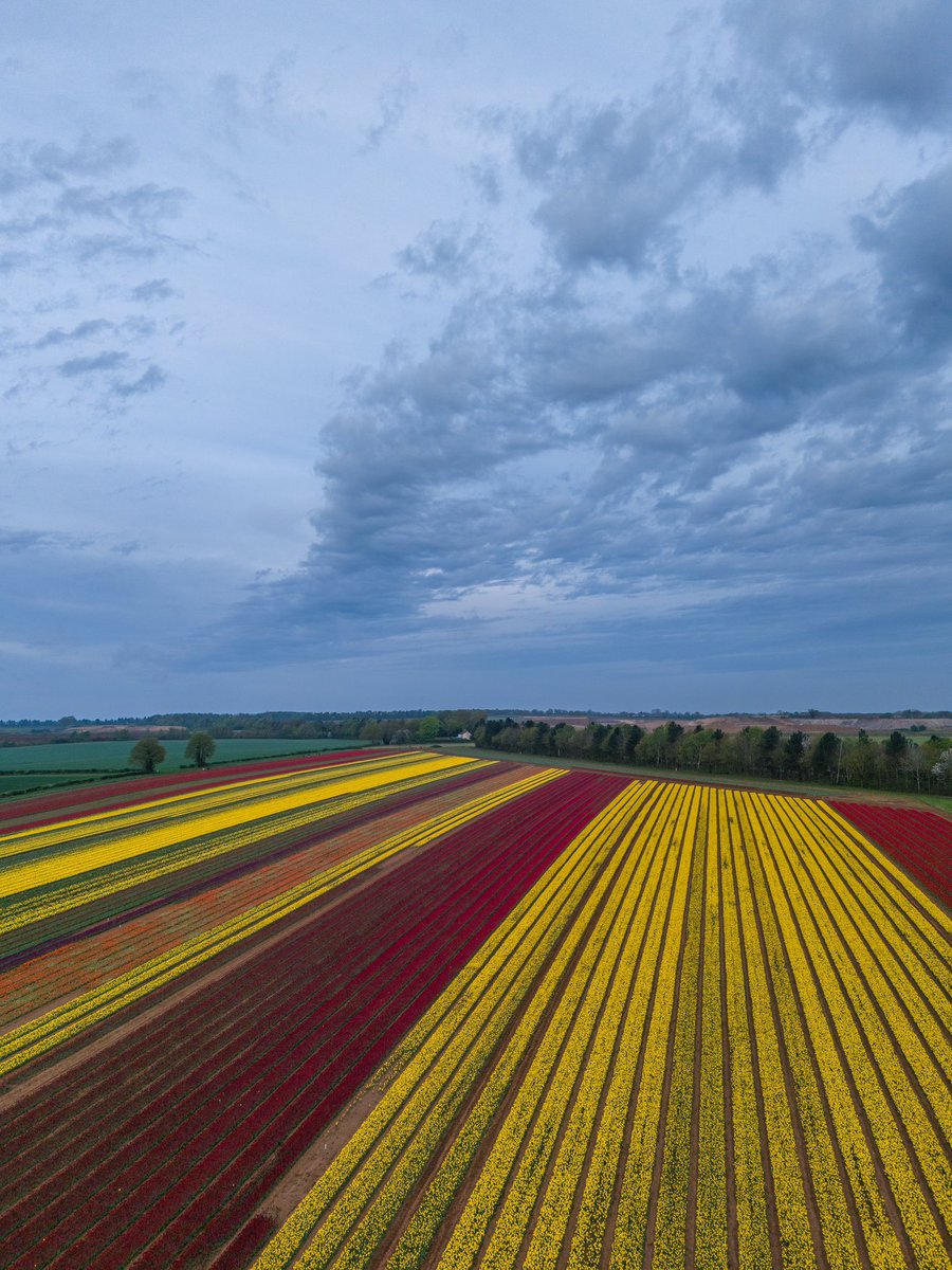 The tulip field was beautiful this morning in Norfolk @WeatherAisling @itvweather @ChrisPage90 @ElyPhotographic @StormHour @ThePhotoHour @AP_Magazine @OPOTY @visitnorfolk #dronephotography