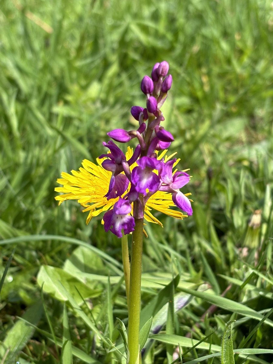 Stop the car and run along a main road to take photos of Early Purple Orchids. Everyone does that right? @Britainsorchids @ukorchids