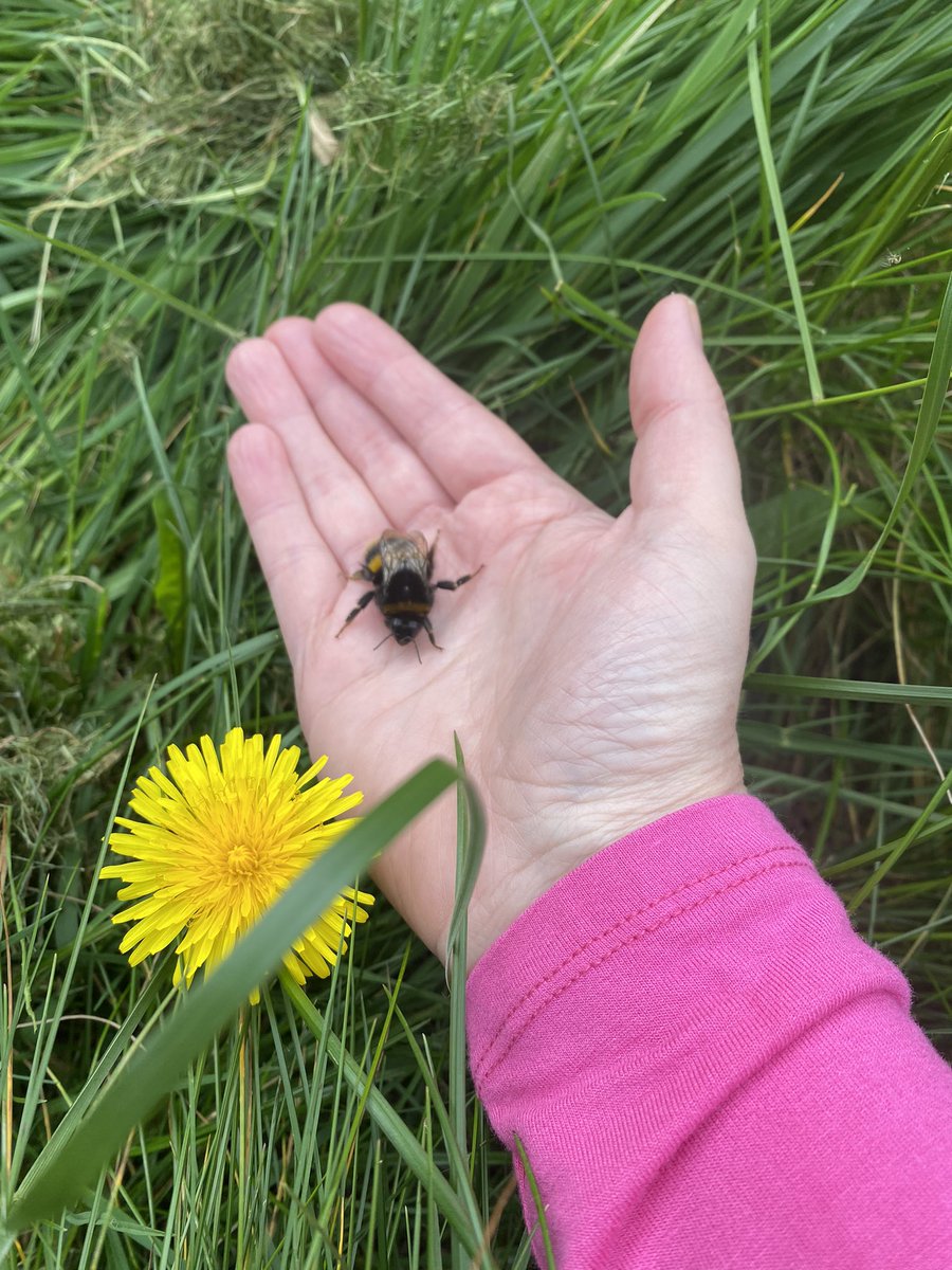 Another day, another bee rescue 🐝