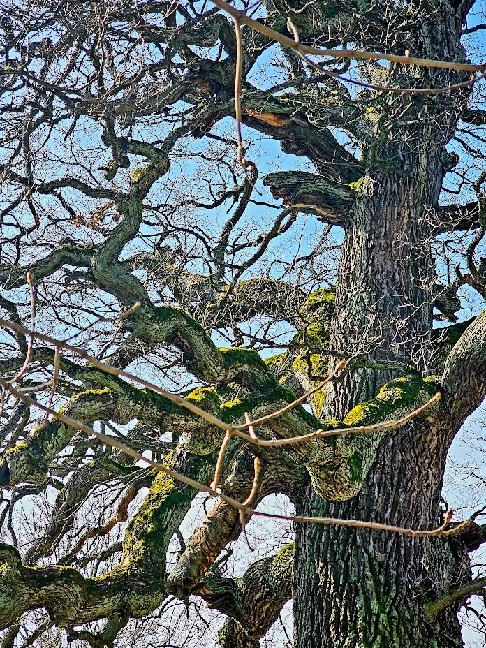 'After rain'. #trees #nature