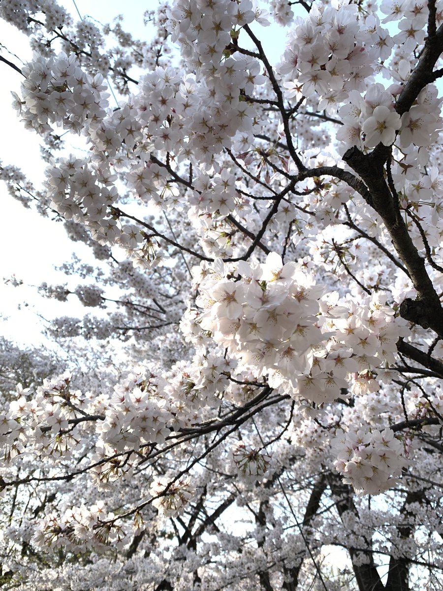 満開だった！！🌸
ポリまるを添えて⚡️
気分が上がるね☺️
 #星野源さんに桜を届けましょう