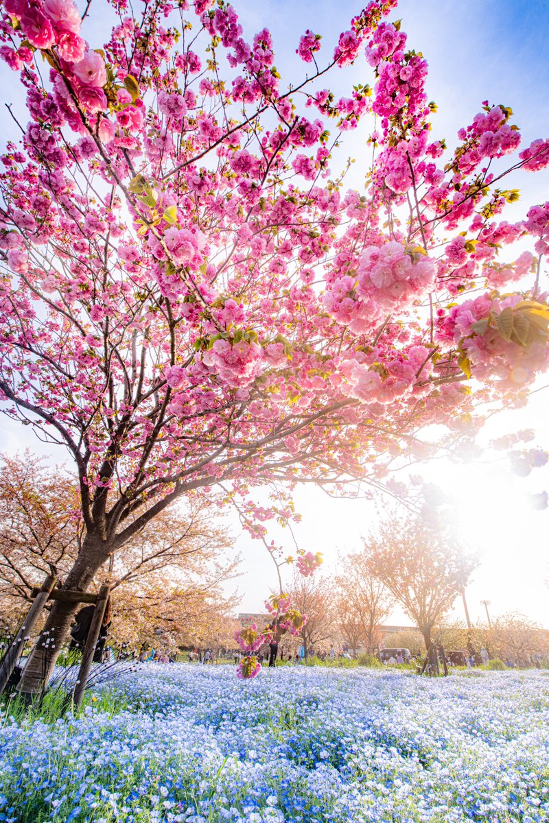 舎人公園のピンクの八重桜と青のネモフィラはいかがでしょうか