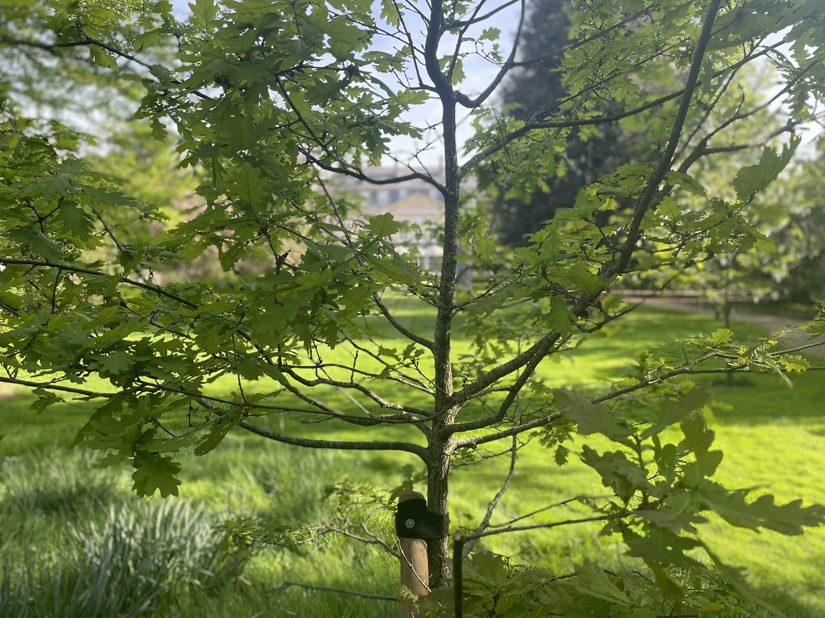 Les nouvelles feuilles de cette saison sur le chêne planté dans le jardin de la Résidence 🇬🇧 lors de la visite d’Etat l'année dernière - un cadeau du Président Macron à Sa Majesté le Roi. C’était un jeune chêne des jardins de @CVersailles #ententecordiale120 🇬🇧🇫🇷