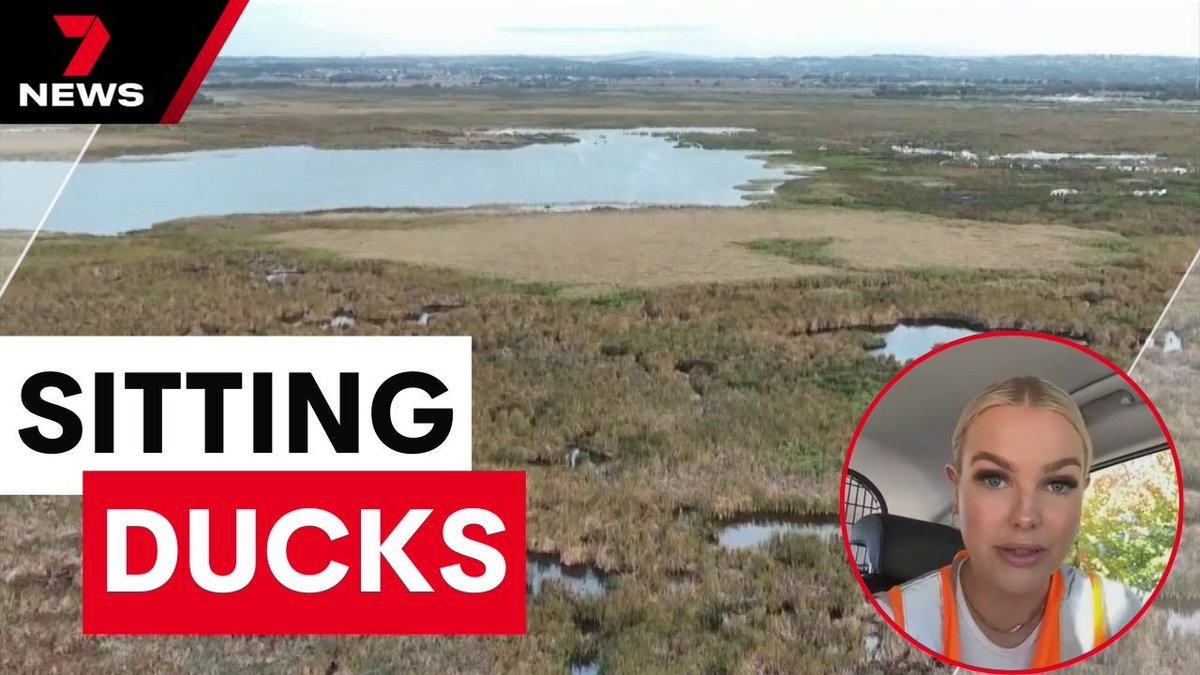 Victorian MP Georgie Purcell and activist Laurie Levy have been banned from wetlands for the remainder of the duck hunting season. The pair was forcibly removed this morning, accused of illegally entering waters to rescue injured birds. youtu.be/fMKiNpiN3PI @jacstanley7…