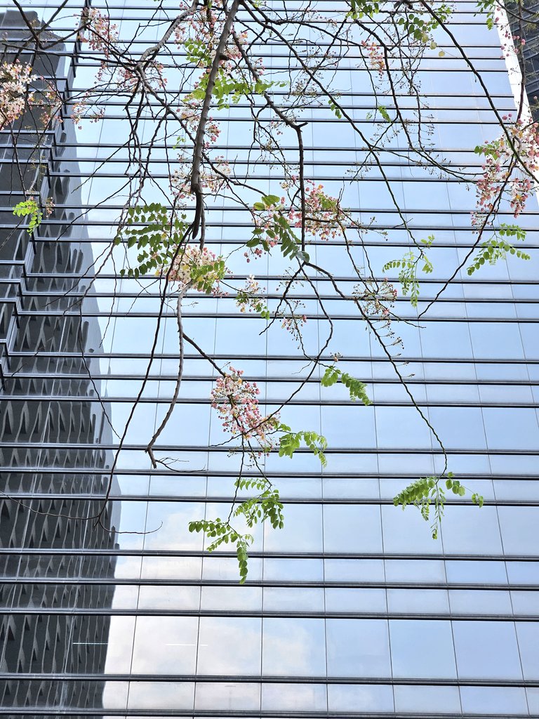 Goalpunks's tweet photo. 赏花赏草，继续加仓... https://t.co/776PcFUH6B