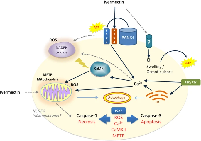 Ivermectin
乳癌でPAK1 媒介細胞増殖抑制性autophagyを誘導tandfonline.com/doi/full/10.10…
Ivermectin
細胞外ATPにP2X 4/P2 X7/Pannexin-1感受性調節は
非apoptosis性/炎症性の癌細胞死を誘導
nature.com/articles/srep1…
autophagyとATP・HMGB1放出を誘導

autophagy
癌細胞増殖阻止、不要細胞を飢えさせ分解