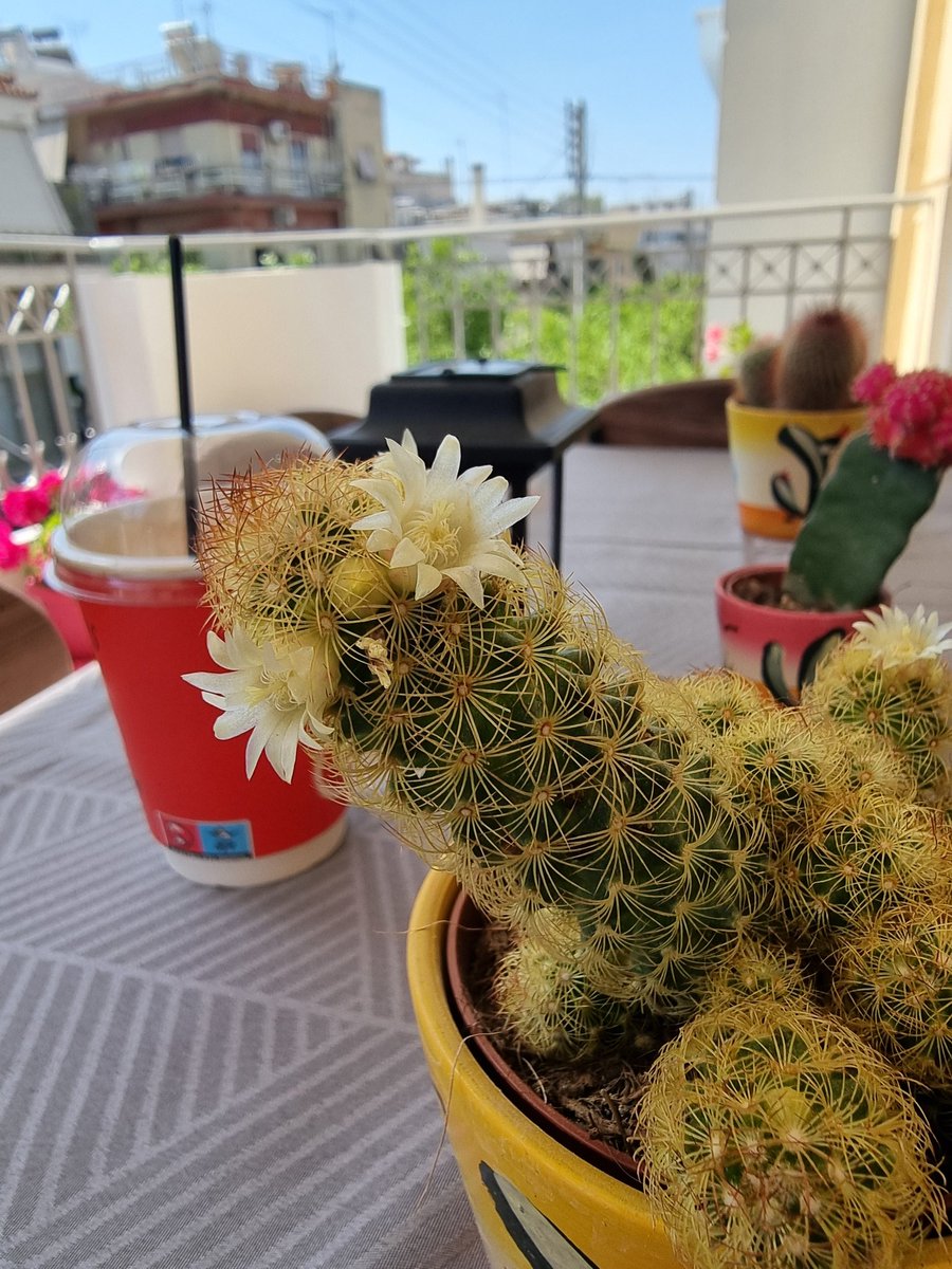 Μέχρι κι ο κάκτος άνθισε 🤗😍🌵