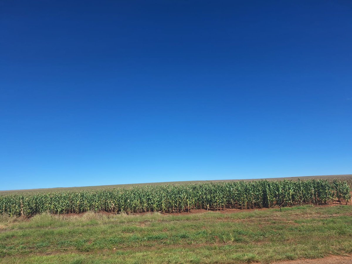 A look at a 30 ha GMO Maize farm in Gauteng Province, Pretoria, South Africa. #AfricaBiosafetyRegulators were hosted by @aatfafrica for a Seeing is Believing tour through the OFAB program to experience GMO from farm to table. @Chinokov #AfricaBiosafetyRetreat #GMO