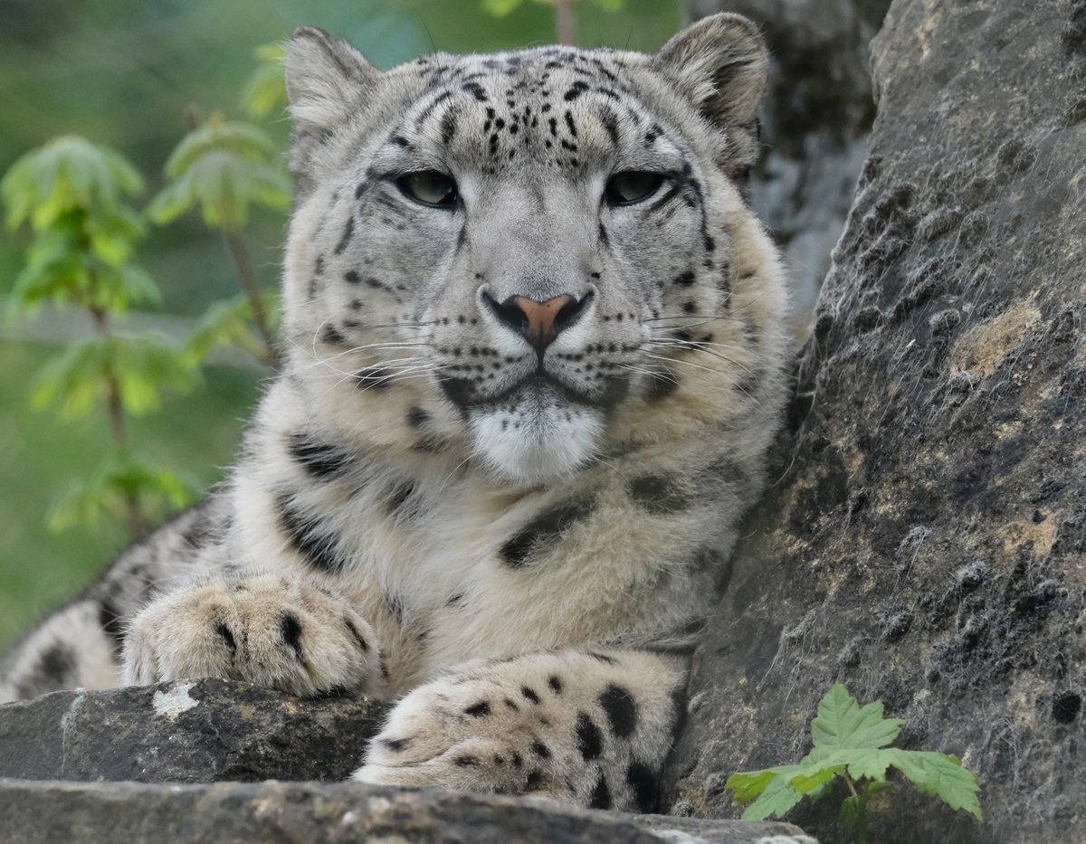 Show some Saturday morning appreciation for snow leopard Shen 😍🐾 #Caturday