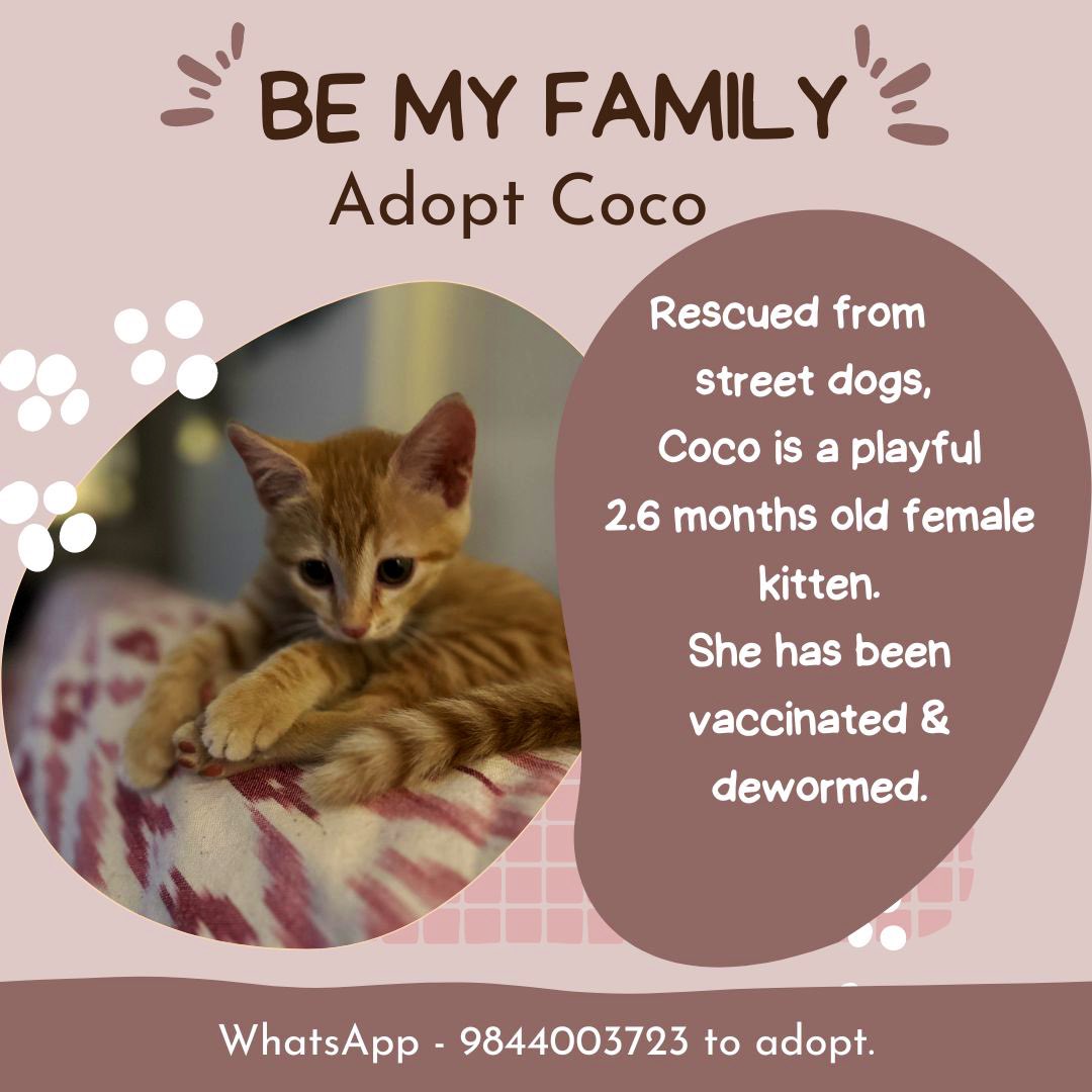Bengaluru cat adoption. Orange cats are adorable 😍😍. Coco is very scared right now and is being taken care of by a kind family. She is looking for a forever home. Please RT for good karma ! Whatsapp 9844002723 to adopt. #catadoption #Bengalurucatadoption