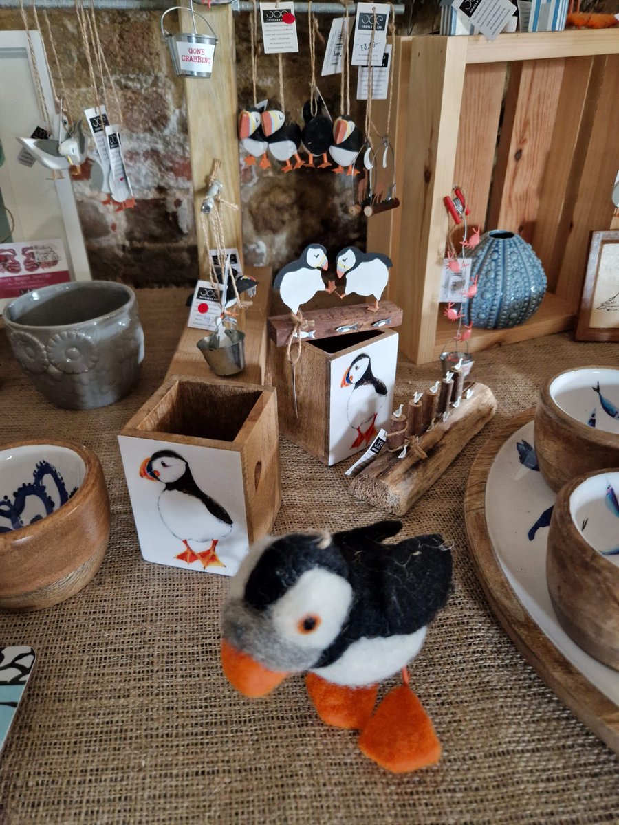 Our shop is OPEN today till 4pm, pop in have a browse and enjoy the seals ☺️ #wildlife #shop