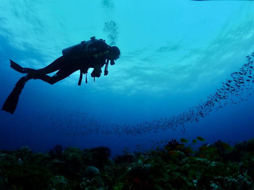 Beneath the surface lies world wonders. Pemba island a hidden gem away from mainstream scuba diving locations. Pemba offers some of the best reefs in the Indian Ocean as well as beautiful pelagic encounters. Dive in and explore the magic of the underwater Contact us 0777 232 747