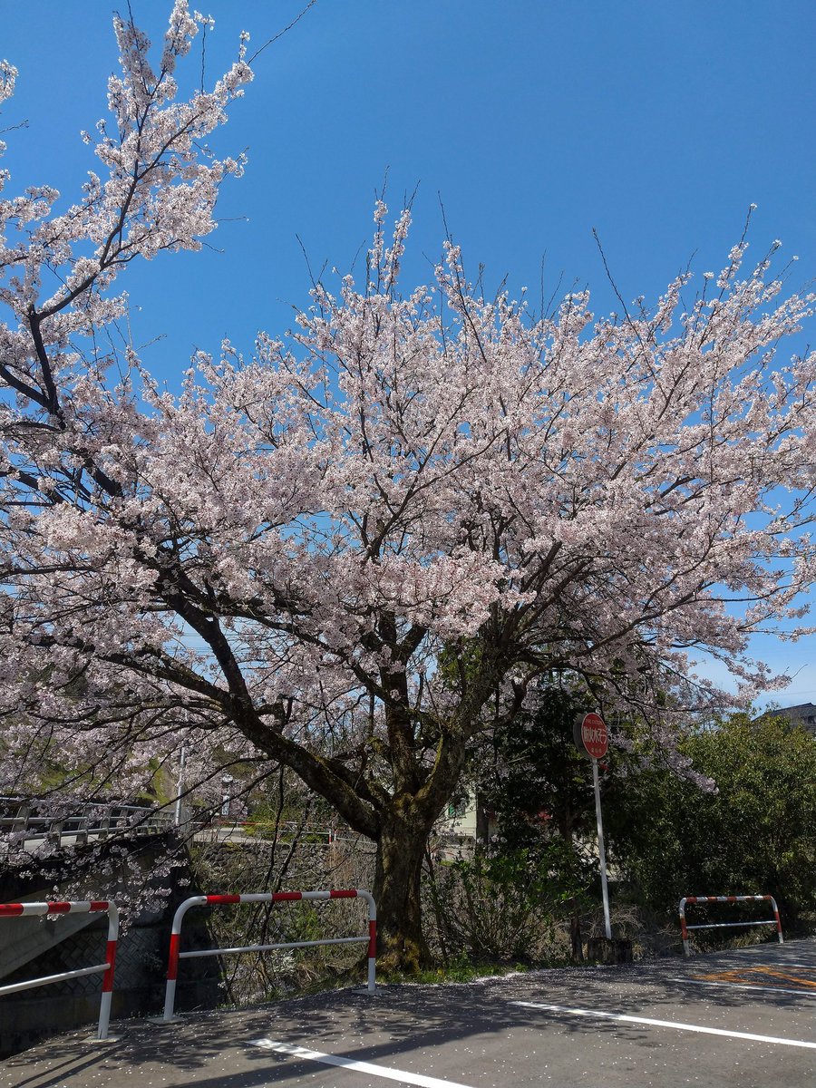たまには花鳥風月の写真
今日のような晴れた日、
絶好の #カメラ日和 だけど仕事続き🥲
綺麗と思ったらスマホで撮ってみる
この週末見納めかなぁ
#満開の桜🌸
#終点の風景🚏🚌