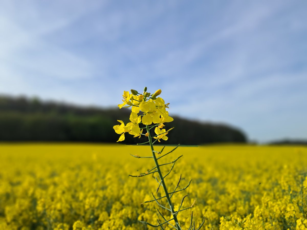 VanhoofHans's tweet photo. Op wandel langs de gele velden...
Het lijkt wel campagne
#zoschoon #zodichtbij #meerbeek #kortenberg #brabantsewoude https://t.co/QrQHmKiMJi