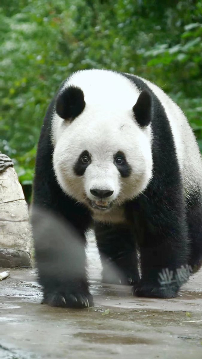 Xiang Xiang, a giant panda, has been back in China for more than a year. Xiang Xiang has gradually adapted to the life in Ya 'an Bifengxia base. Welcome to Ya 'an to visit Xiangxiang and its partners. #xiangxiang