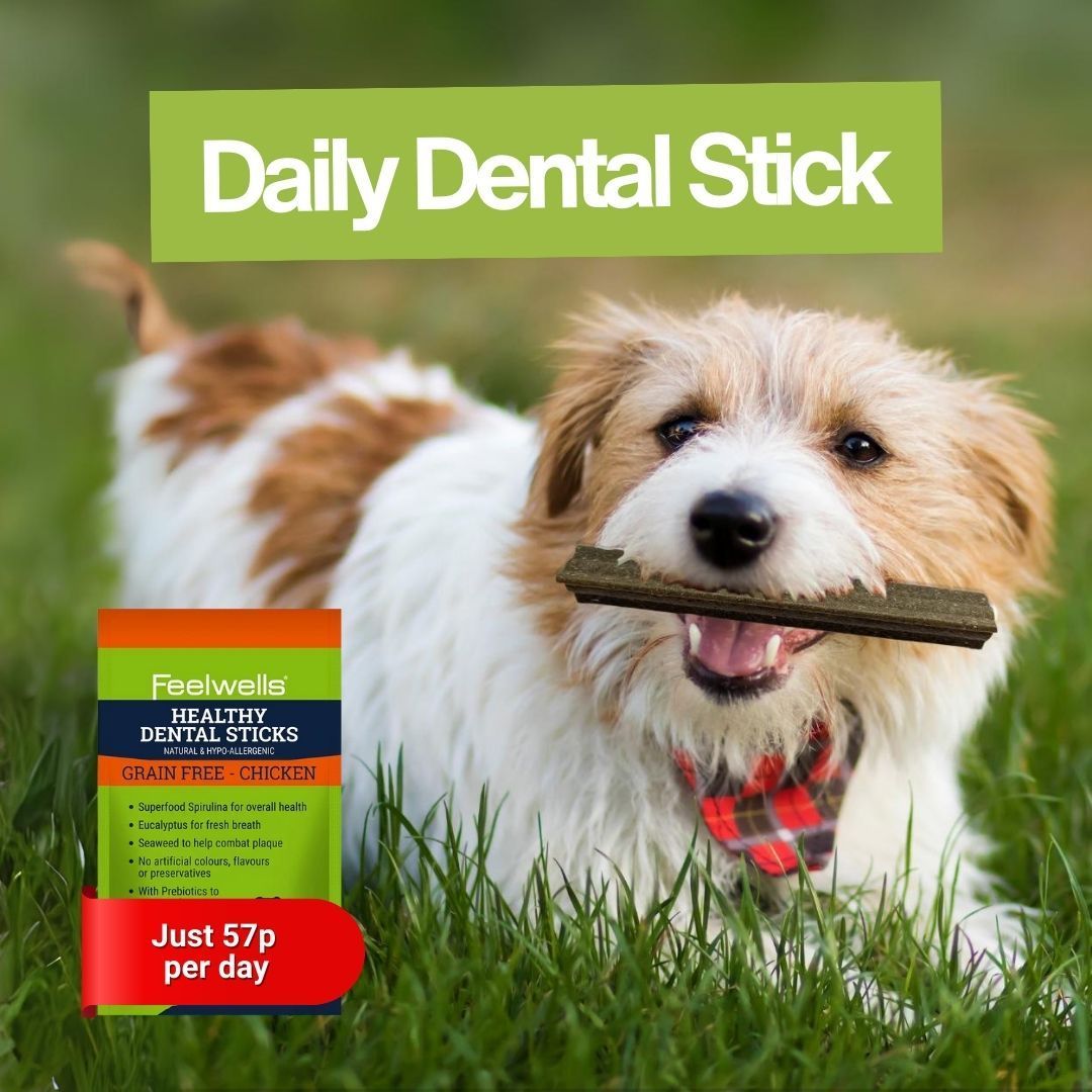 Keep your pooches teeth clean in between brushes for as little as 57p per day 🦷 Feelwells healthy dental sticks are grain-free and come in a tasty chicken flavour 🐶⁠ ⁠ ⁠Try them out today: buff.ly/412pQY7 ⁠ ⁠#DentalSticks #Dog #Feelwells #Dogs #DogTreats #Treats