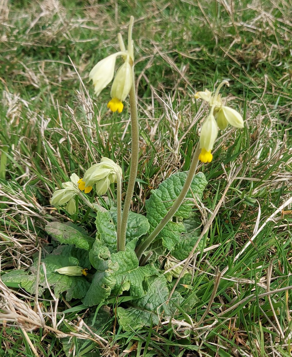 Spring gathers pace as at last the mud is drying out. Cowslips are flowering in the meadow (the bare stalks left when emus tear off & discard the heads after rejecting them as a snack). Sweet apple blossom scent wafting round the trees & returning blackcaps singing in the hedge🎶