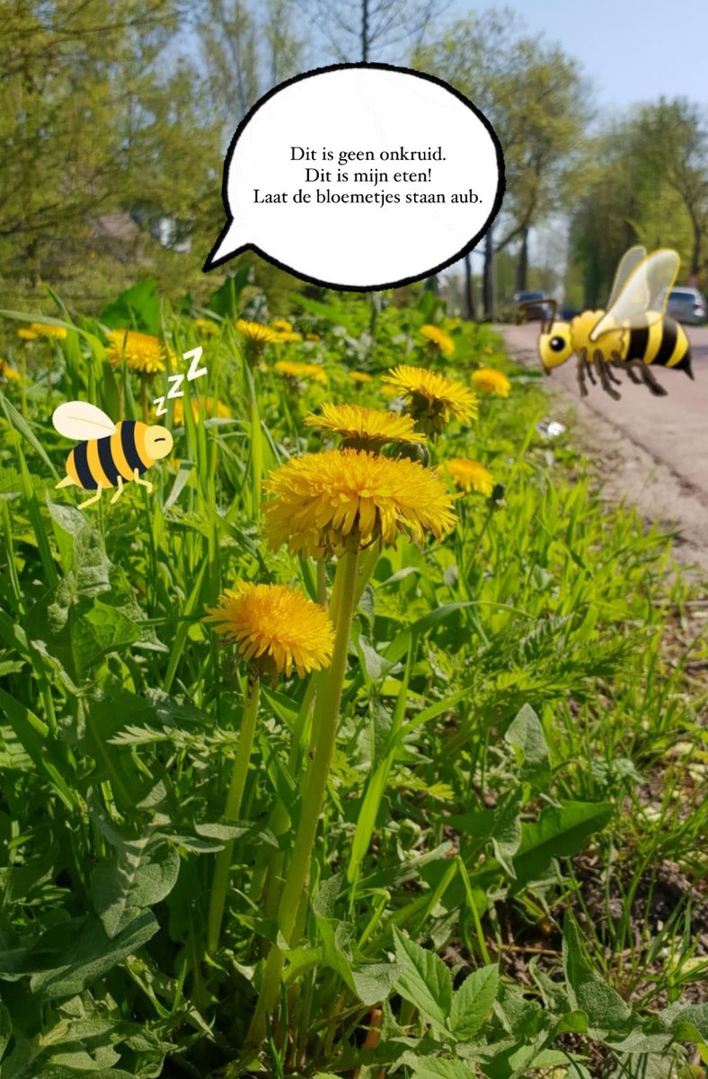 De paardenbloem: een belangrijke voedselbron voor #wildebijen #vlinders #zweefvliegen #bijen en andere insecten. Dus nog even lekker staan aub!