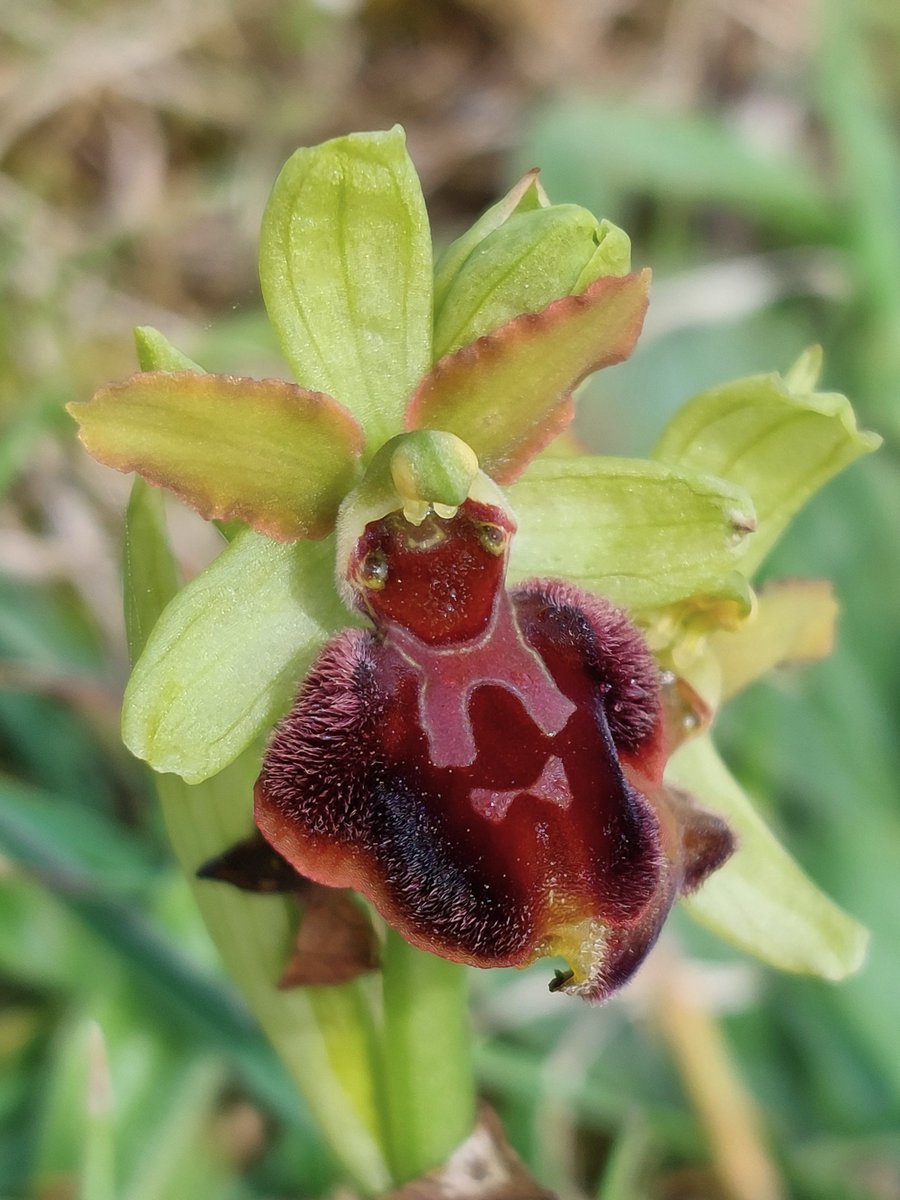Early Spider Orchid (Ophrys sphegodes) in Dorset, 12.04.24. This freshly opened flower had a gorgeous reddish tingle to the lip and petals.