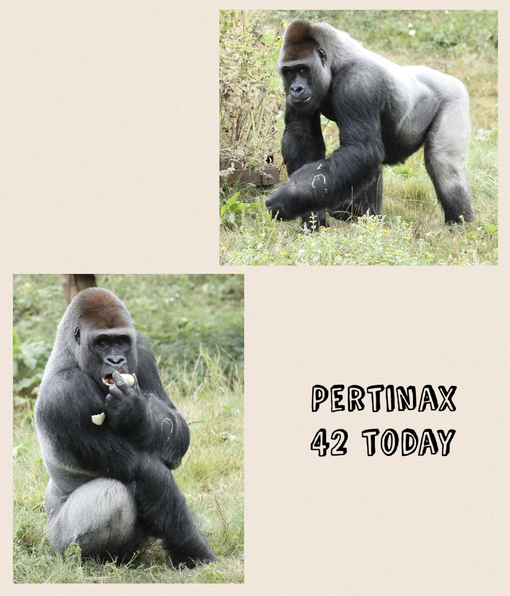 The oldest silverback in the UK is 42 today @PaigntonZoo #gorilla