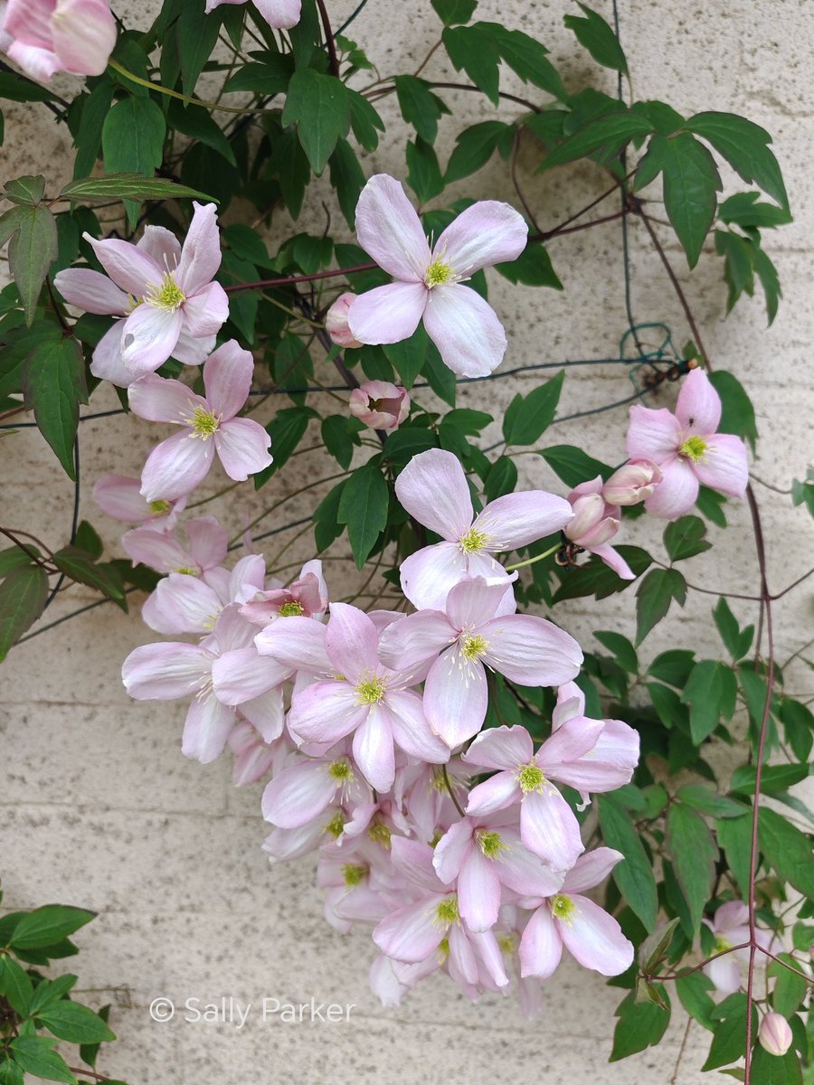 On our travels.... #seasons #spring #nature #flowers #clematis #journal #painting #blog #writing #art #photography