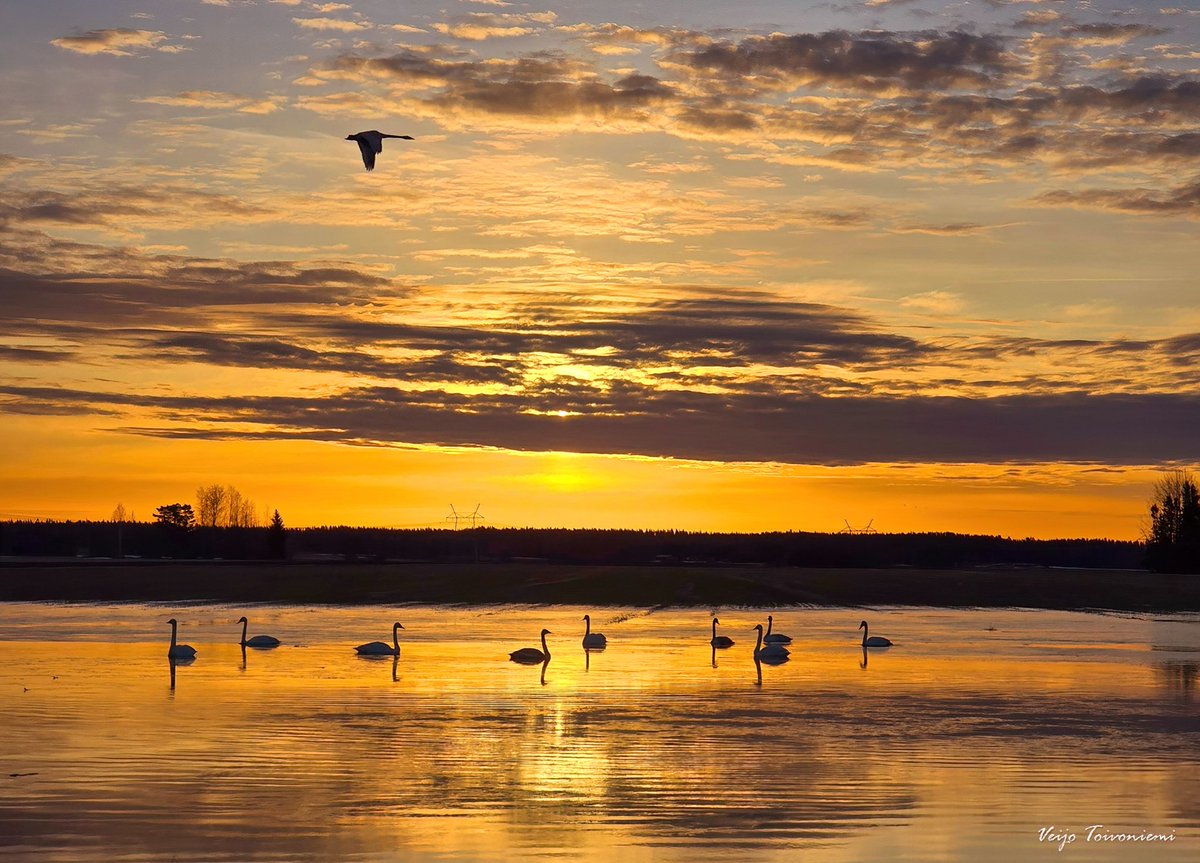 VeijoToivoniemi's tweet photo. Kultainen hetki 🦢 #ylesaa #mtv3saa #discoveringfinland #suomenluonto https://t.co/GzjENNA888