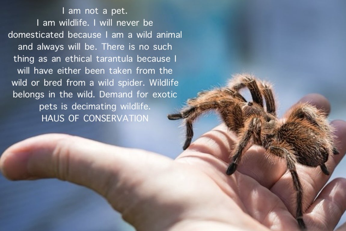 Be kind to all kinds, let’s form a new relationship with the natural world.
HAUS OF CONSERVATION

Image: unknown

#Hausofconservation #wellbeingforalllife #wildlife #nature #tarantula #tarantulas #exoticpets #pet #pets #petlovers #spider #speciesism #endspeciesism #animalrights