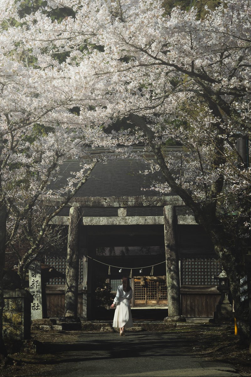 岡山で一番好きな桜の参道。