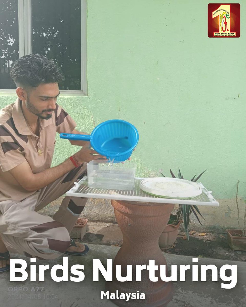 Amidst the summer☀️heat, the compassion of Dera Sacha Sauda volunteers shines bright as they nurture our winged friends! From providing cool shelter to refreshing baths, they're ensuring every chirp is heard and every feather feels cared for. Let's applaud their unwavering…