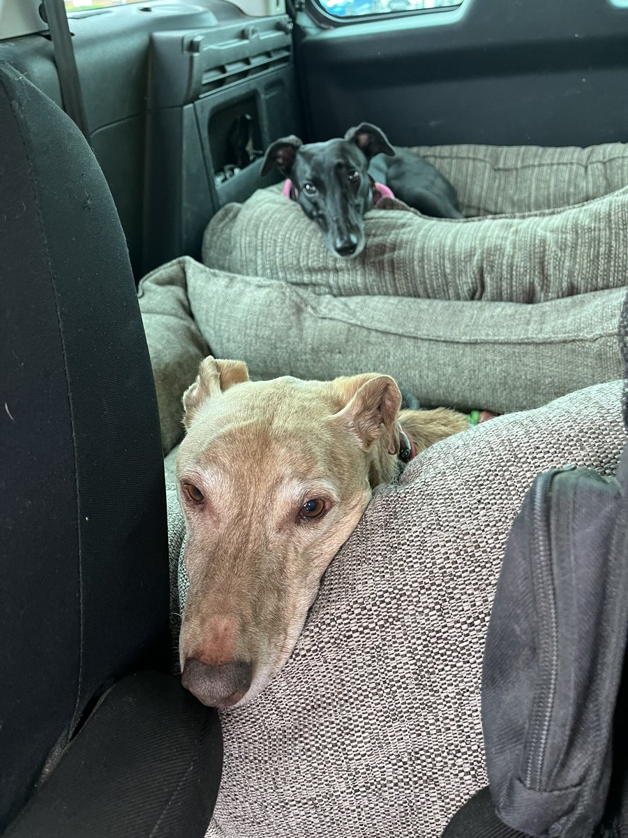 Road trip #houndsoftwitter